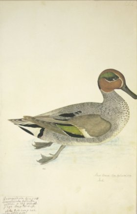 222 Swedish Birds . Anas Crecca.Eurasian Teal or Common Teal