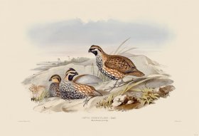 04 Black throated partridge