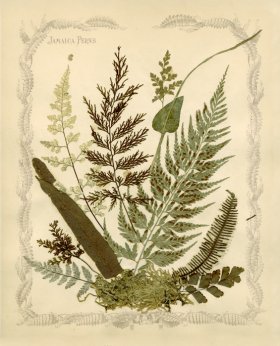 Jamaican Fern 03