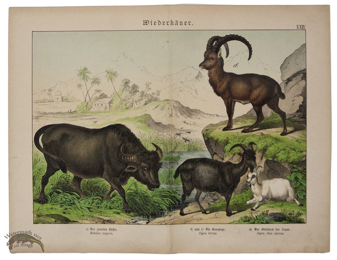 (image for) Ram Water Buffalo