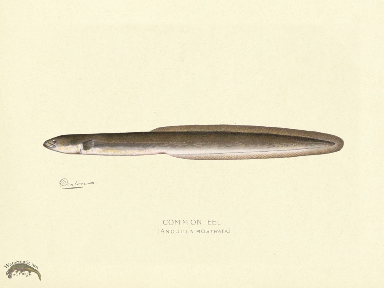 Common Eel