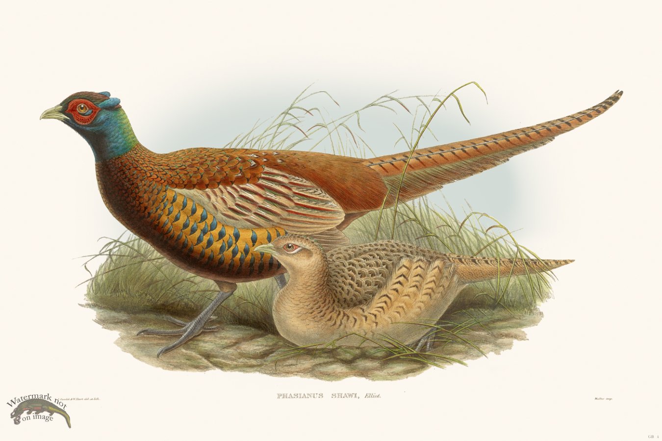 (image for) Gould Game Bird 004