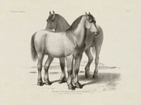 (image for) English Draught Horse