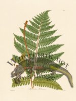 Hooker Fern 01