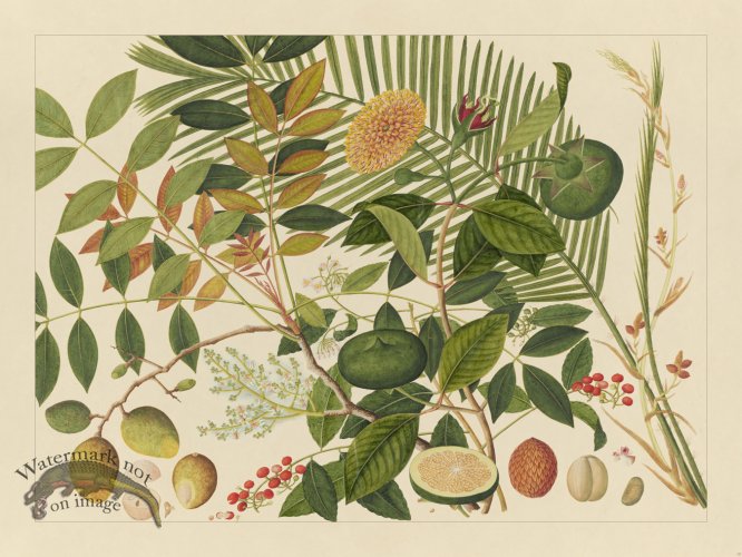 (image for) Andalas Botanicals 10