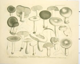 (image for) Mushroom Atlas 50