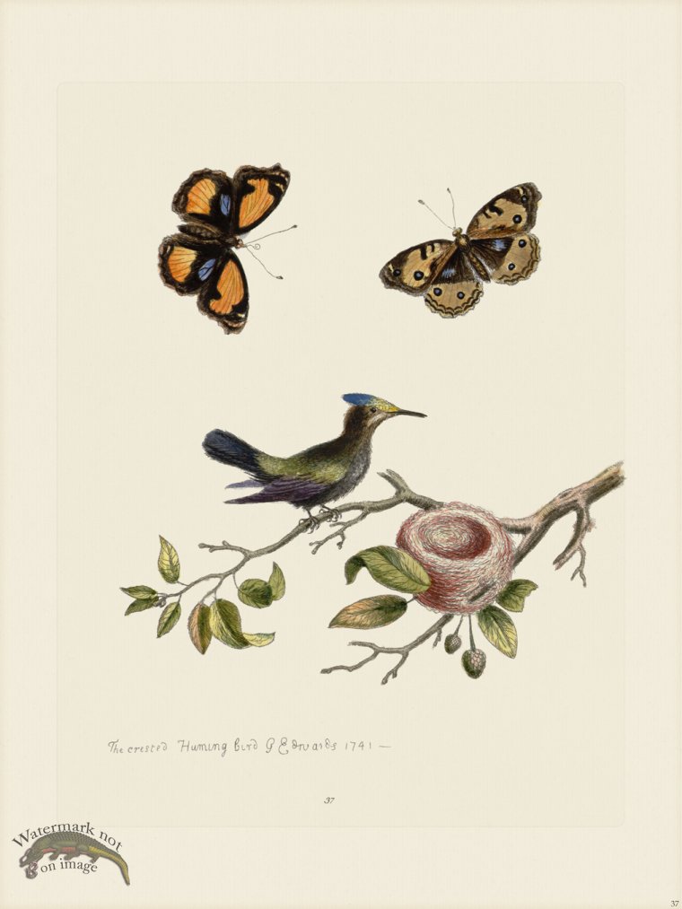 (image for) Edwards 037 Crested Hummingbird