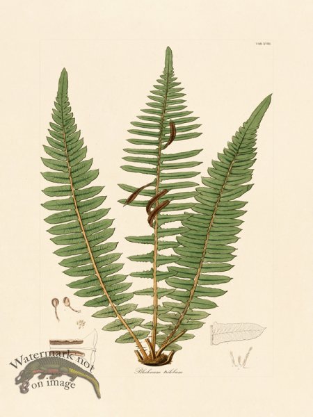 (image for) Hooker Fern 18