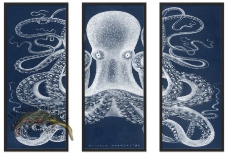 (image for) Octopus Study 01Blue BF