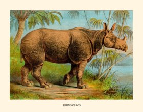 (image for) CP 17 Rhinoceros