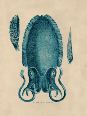 Octopus Teal 11