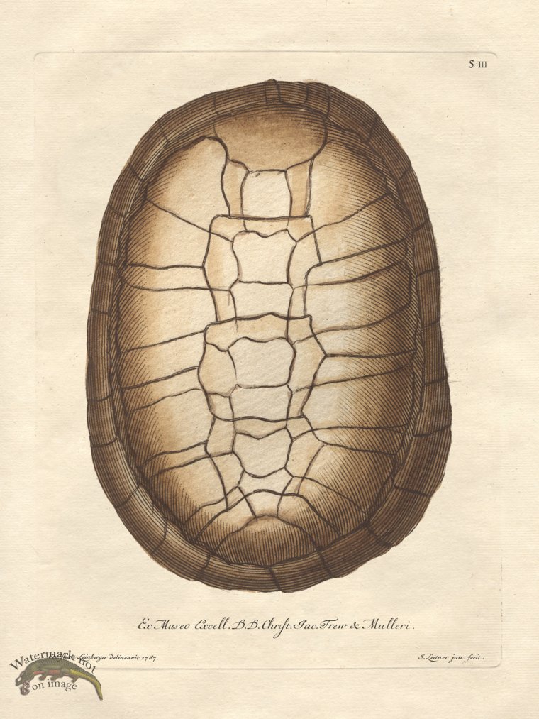 (image for) Trew Turtle Shell 03