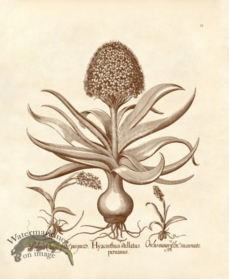 (image for) Besler 12 Hyacinthus