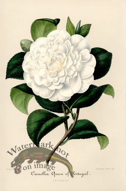 (image for) Camellias