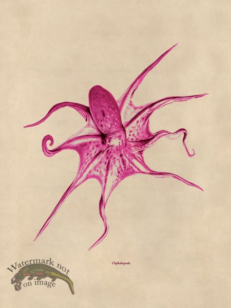 (image for) Octopus Pink 25