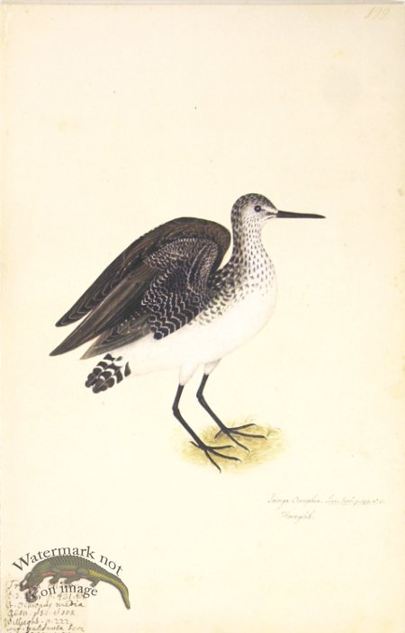 (image for) 199 Swedish Birds . Tringa Ocrophus.Green Sandpiper