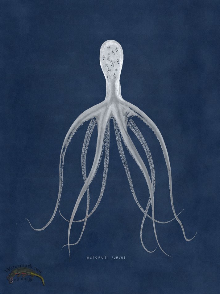 (image for) Octopus Blue 21