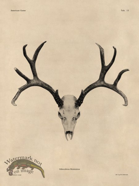 (image for) Tan Bones 13 Mule Deer