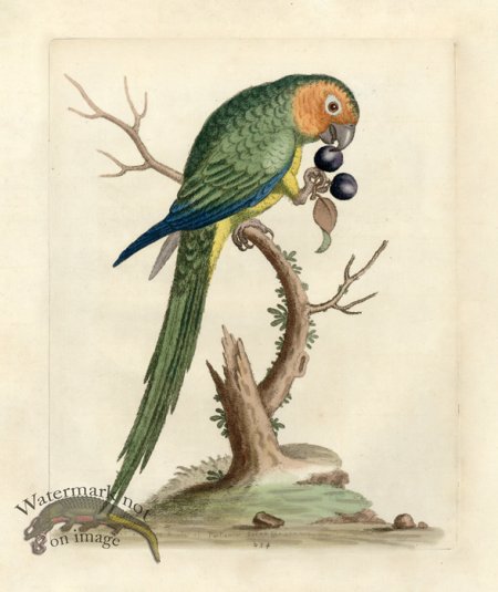 (image for) Edwards Parrot 12.jpg