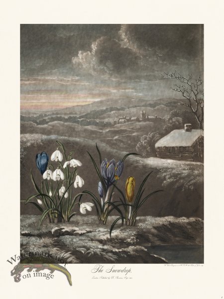 (image for) 04 The Snowdrop