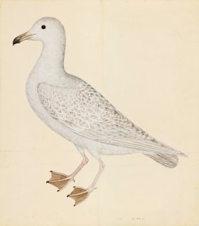 LARUS (WHITE GULL) . PL 25