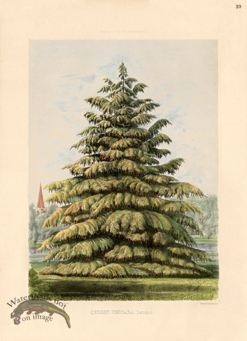 (image for) Deodar Cedar