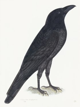 Rudbeck 015 Raven 18x24