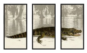 American Alligator Triptych