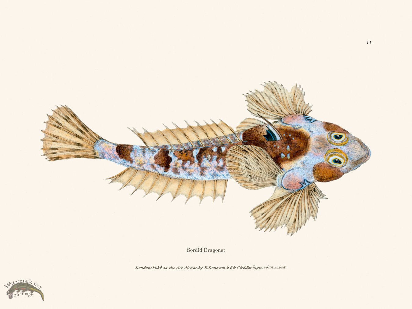 (image for) 011 Sordid Dragonet