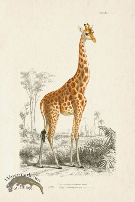 (image for) FNH 01 Giraffe