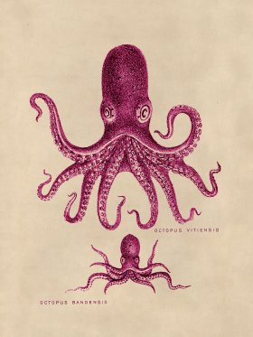 Octopus Pink 13