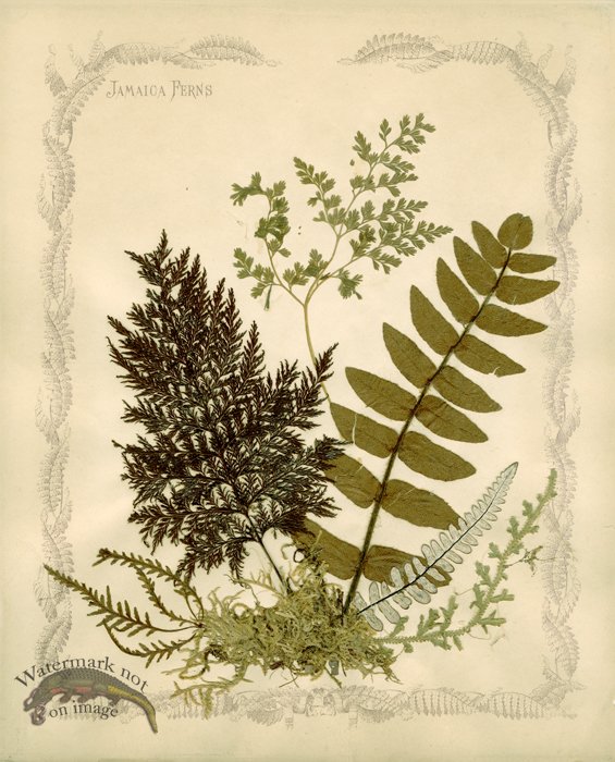 Jamaican Fern 01