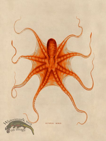 (image for) Octopus Orange 22