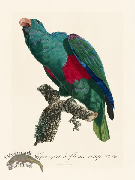 (image for) Barraband Parrot 132