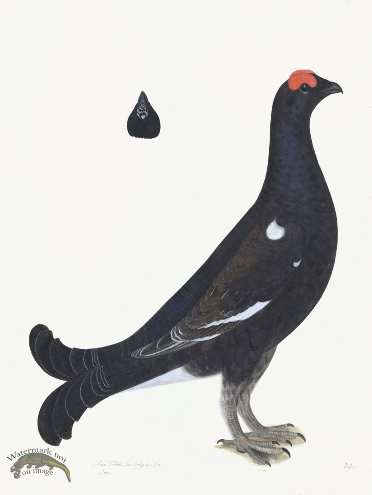 (image for) Rudbeck 019 BLACK GROUSE 18x24