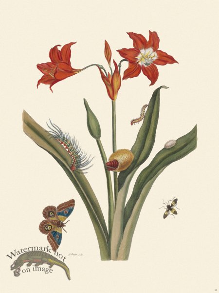 (image for) Merian Metamorphosis 22