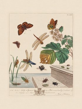 Moses Harris Insects 26