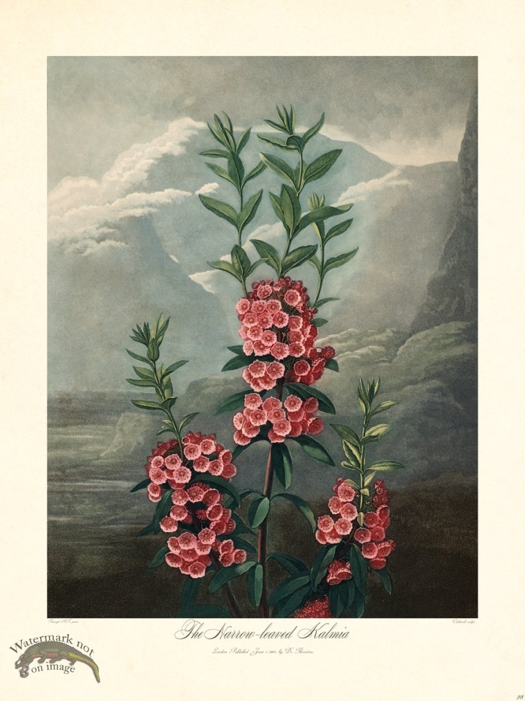 (image for) 28 Narrow leaved Kalmia