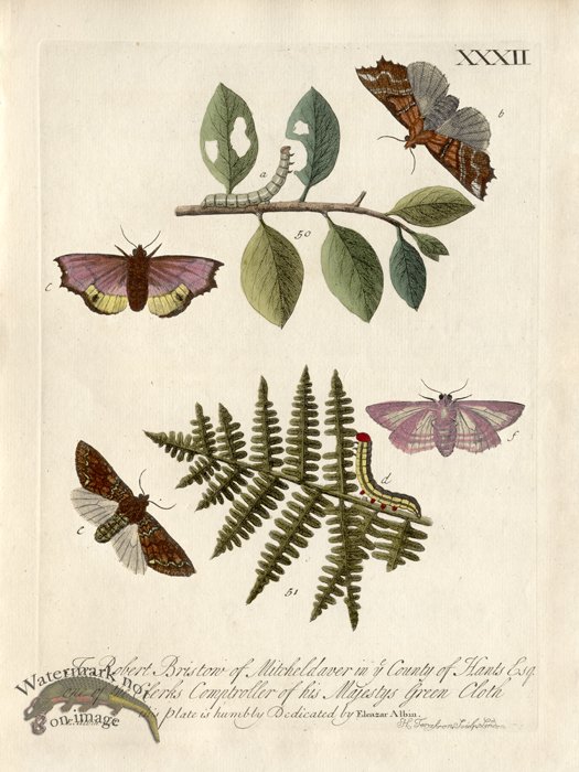 Albin Plate 32