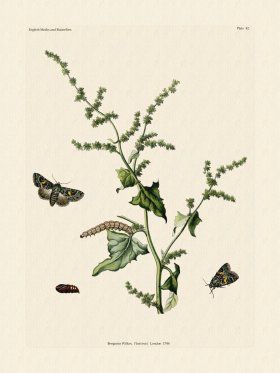 (image for) Wilkes Butterflies 042