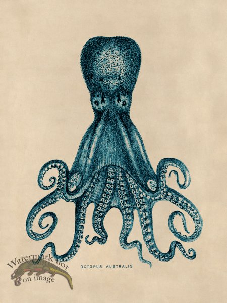 (image for) Octopus Teal 15