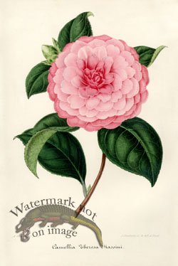 (image for) Camellias