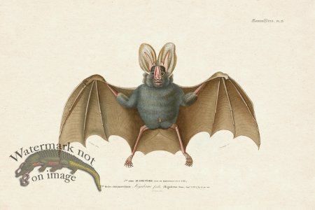 (image for) FNH 25 Yellow winged Bat