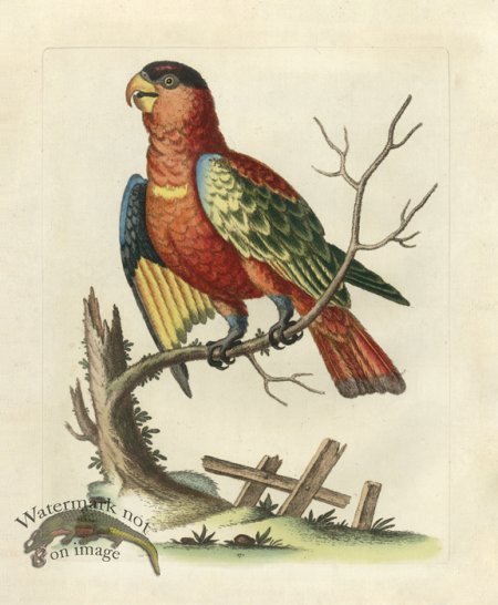 (image for) Edwards Parrot 21.jpg