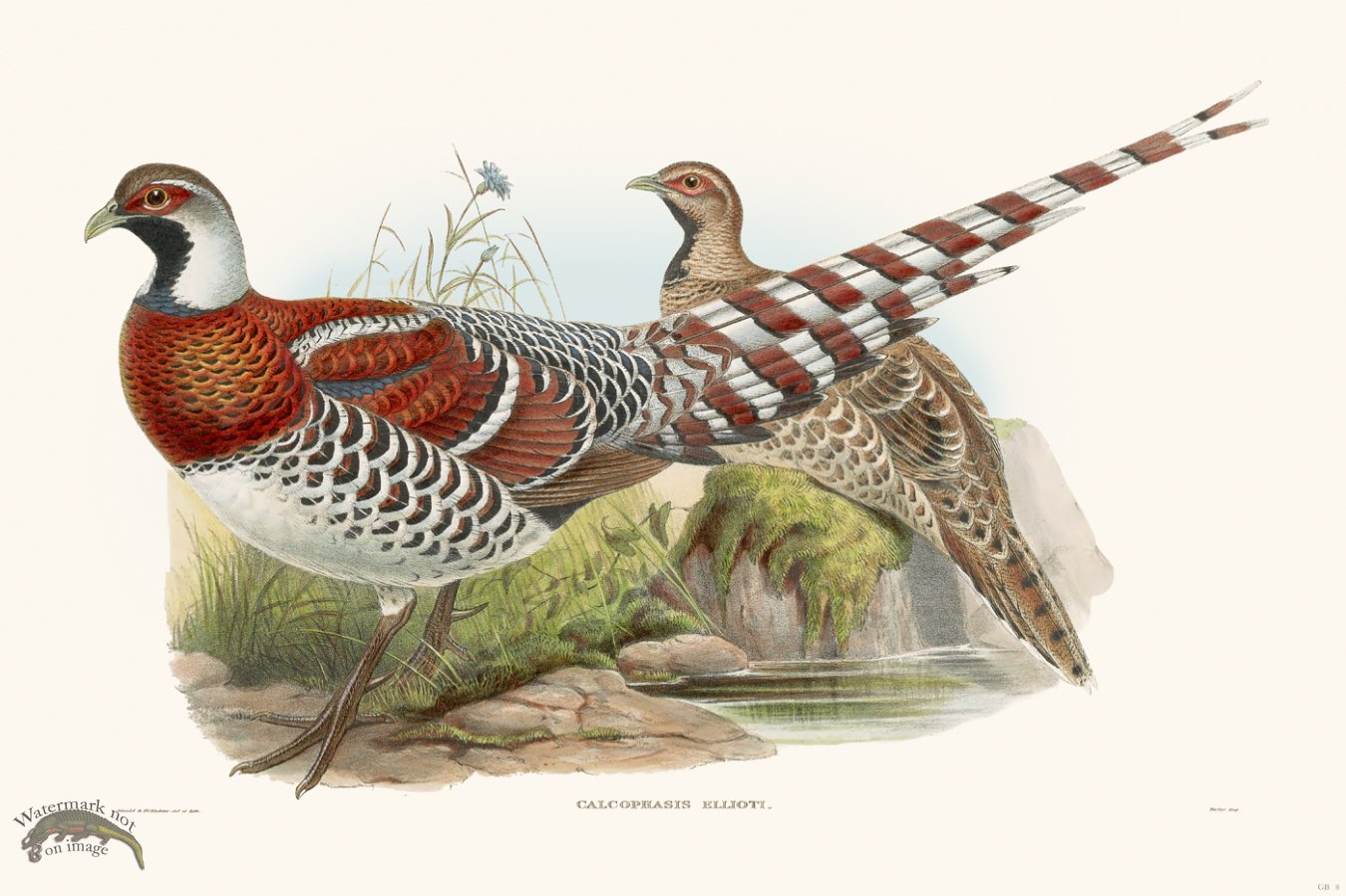 (image for) Gould Game Bird 008