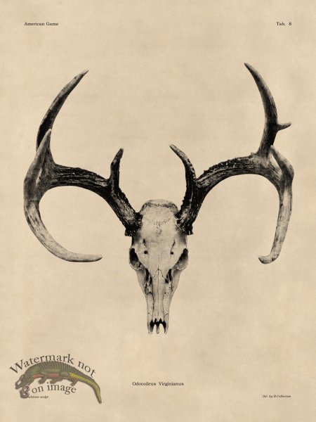 (image for) Tan Bones 08 White Tail