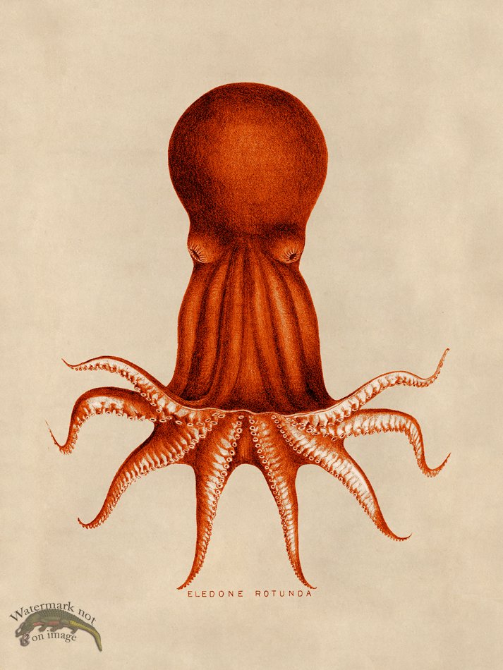 (image for) Octopus Orange 08