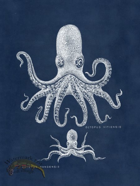 (image for) Octopus Blue 13