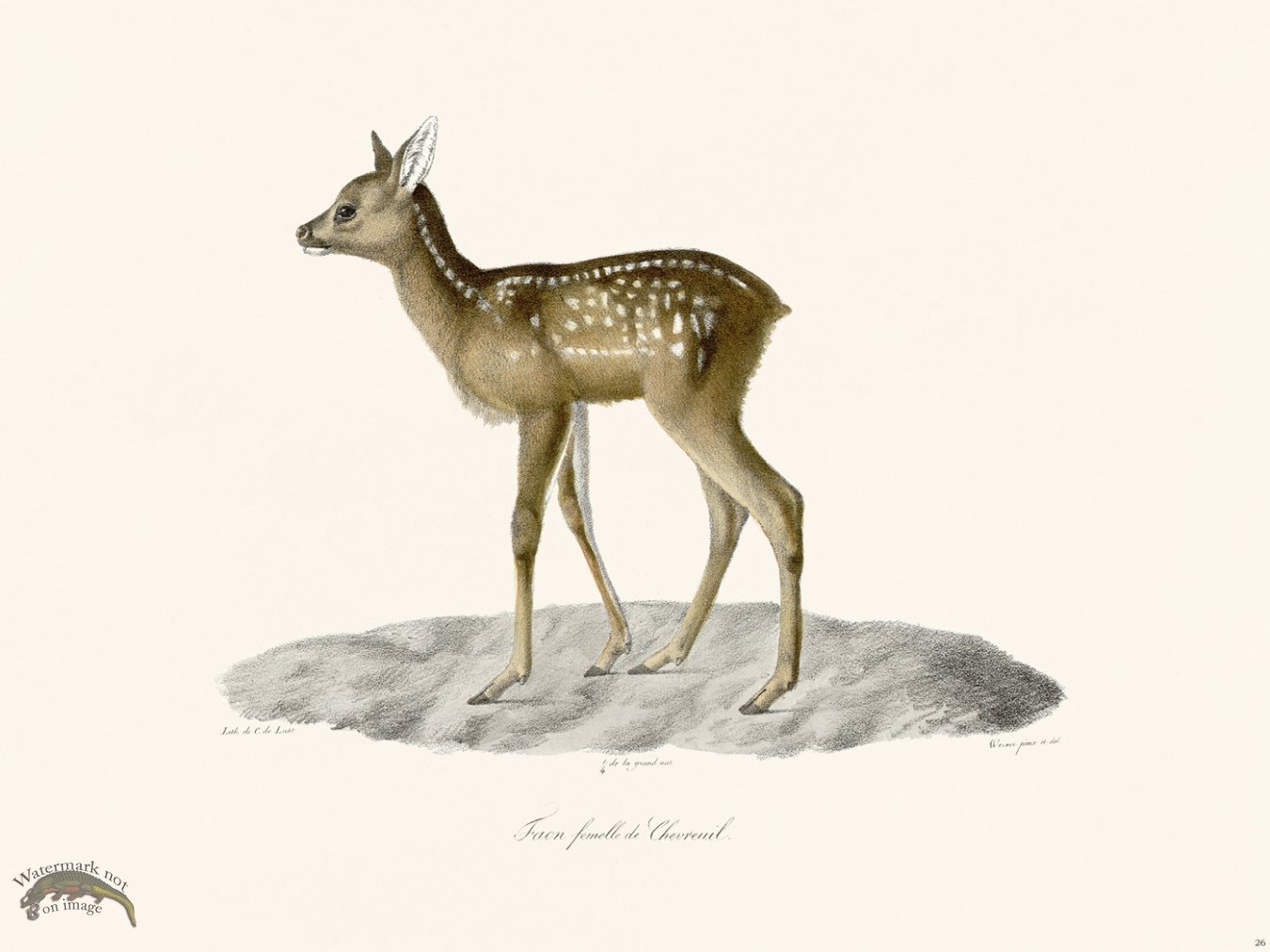 (image for) Cuvier 026 Female Fawn