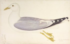 266 Swedish Birds . Larus Canus, Common Gull, Female